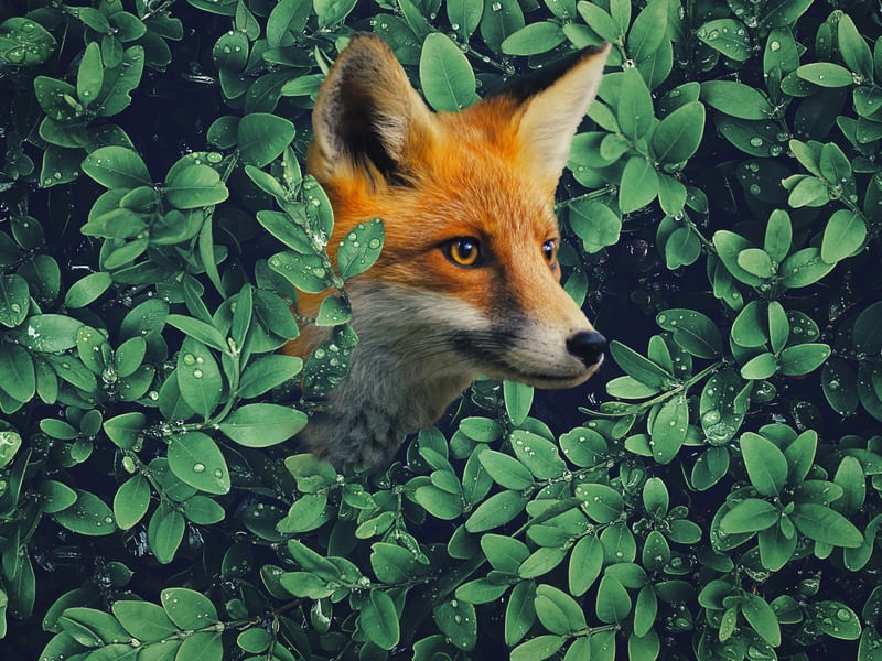 THE FOX