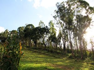 SOL COM ÁRVORES