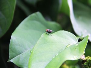 MOSCA NA FOLHA