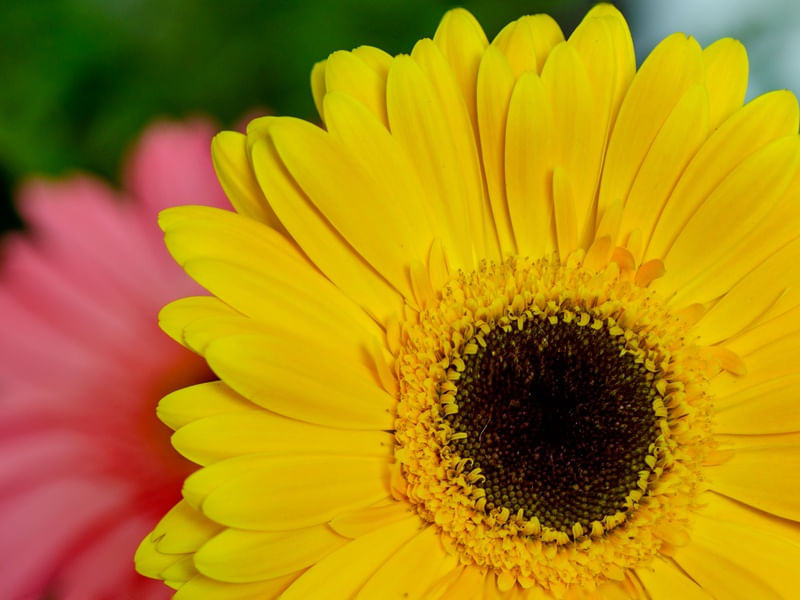 FLORZINHA MACRO II