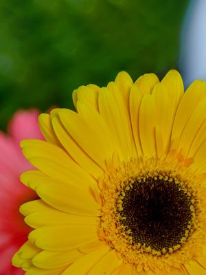 FLORZINHA MACRO