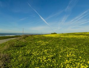 TIPO WINDOWS XP (SANTA MONICA, CALIFORNIA)