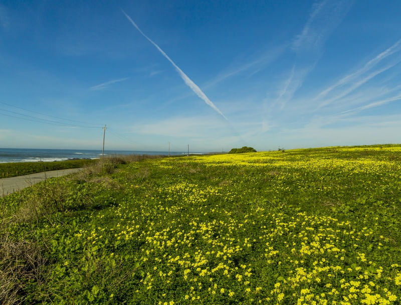 TIPO WINDOWS XP (SANTA MONICA, CALIFORNIA)