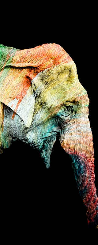ELEPHANT RAINBOW