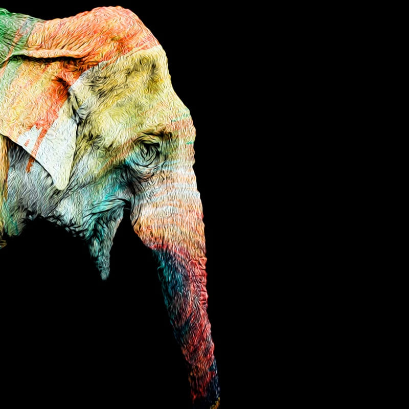 ELEPHANT RAINBOW 2