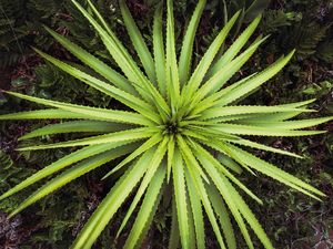 DYCKIA