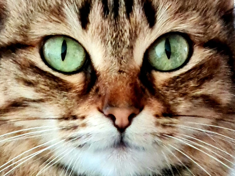KIT CAT