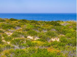 VEGETAÇÃO DE PRAIA EM ARRIFANA