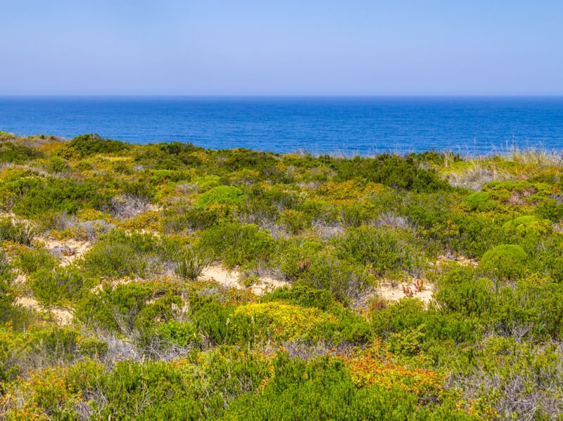 VEGETAÇÃO DE PRAIA EM ARRIFANA