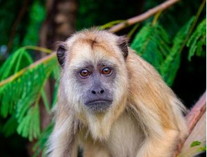 MACACO BUGIO AMARELO