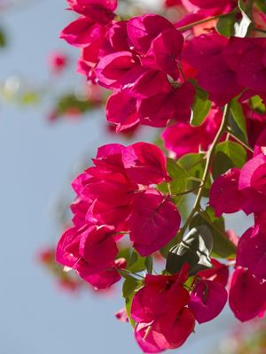 BOUGAINVILLEA IV