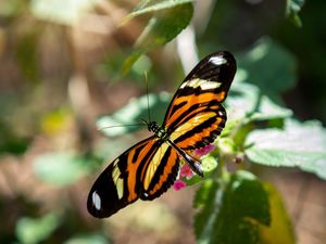 BORBOLETA JB