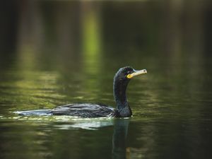 BIGUÁ NO LAGO