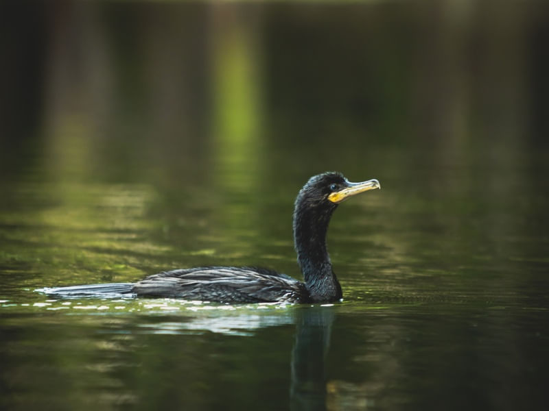 BIGUÁ NO LAGO