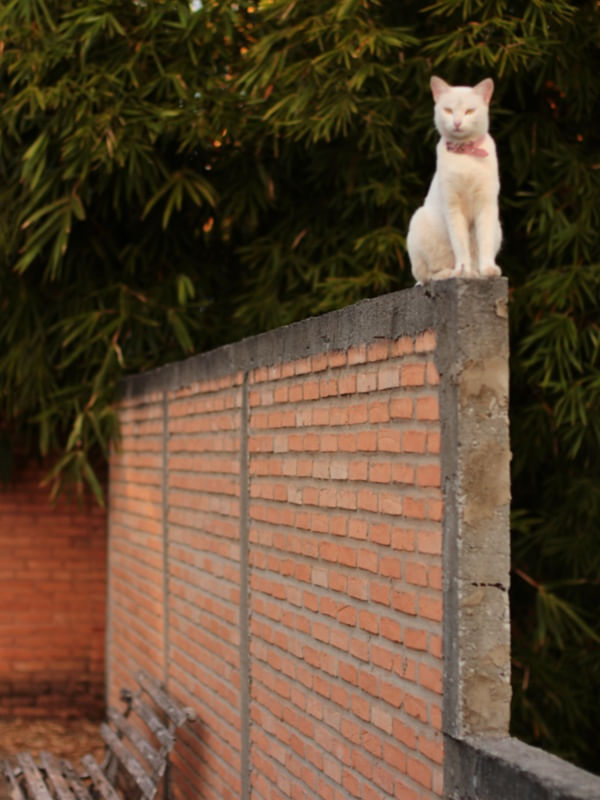 GATO EM DESFOQUE