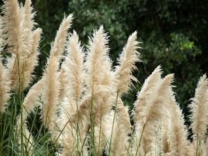 CAPIM DOS PAMPAS 2