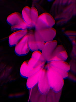 PARALLEL WORLD 11