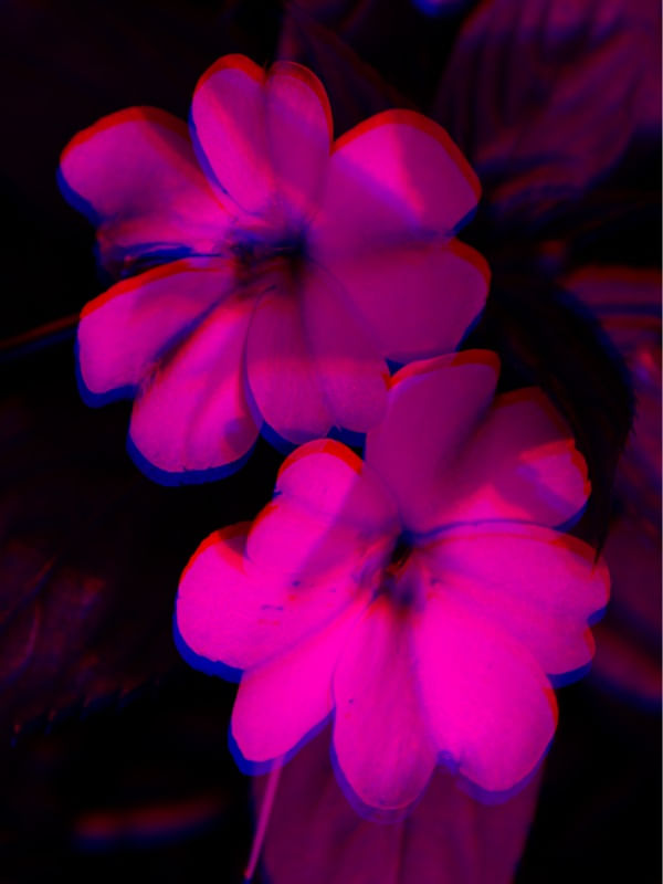 PARALLEL WORLD 11