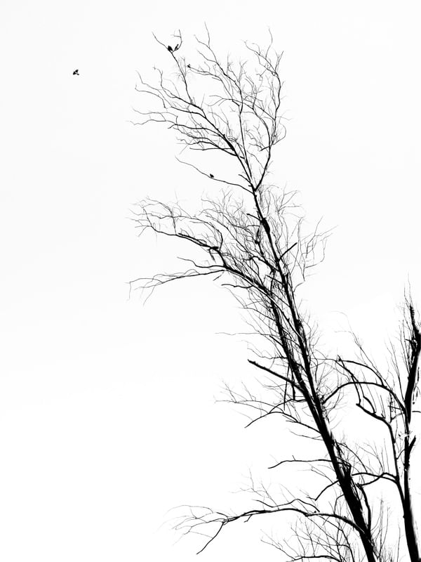 GALHOS E AVES 3