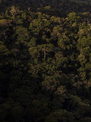 ARAUCÁRIA MATA ATLÂNTICA