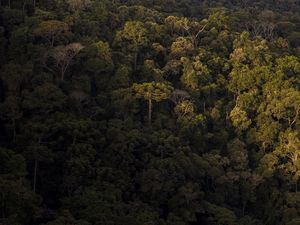ARAUCÁRIA - MATA ATLÂNTICA