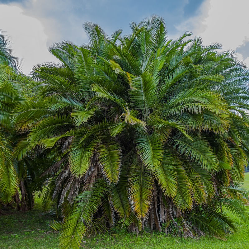 PALMEIRA 9094