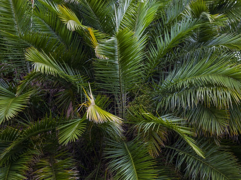 PALMEIRA 9095