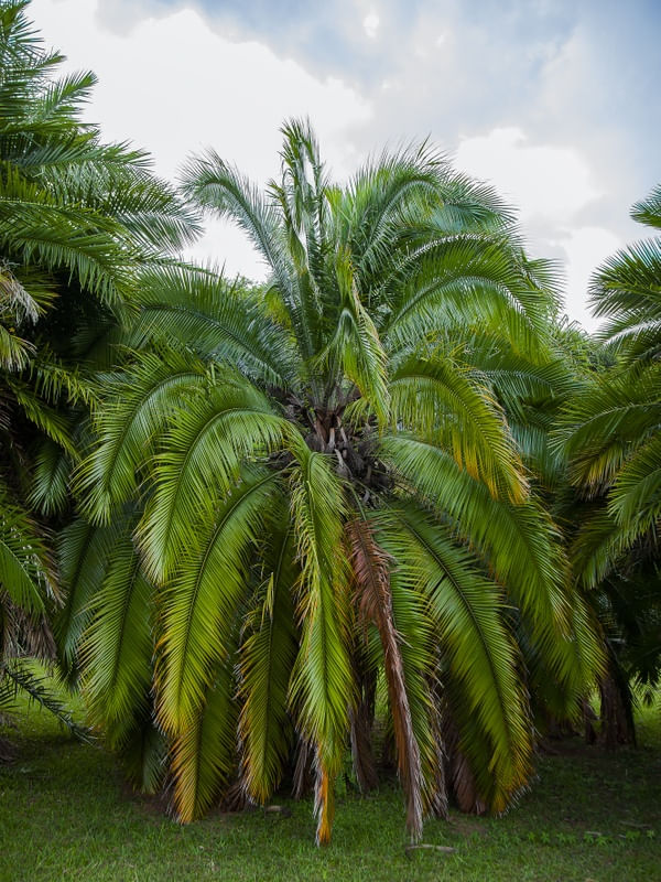 PALMEIRA 9096