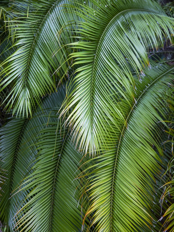 PALMEIRA 9097