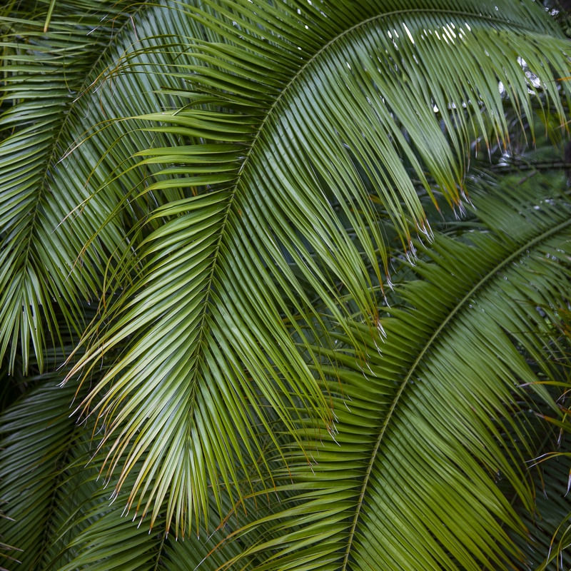PALMEIRA 9098