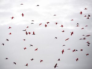 REVOADA DOS GUARÁS FULL