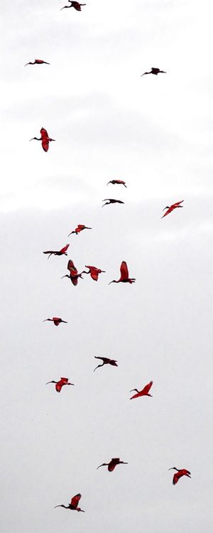 REVOADA DOS GUARÁS FULL 3