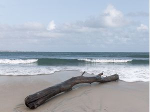 O GIGANTE QUE O MAR TRAZ