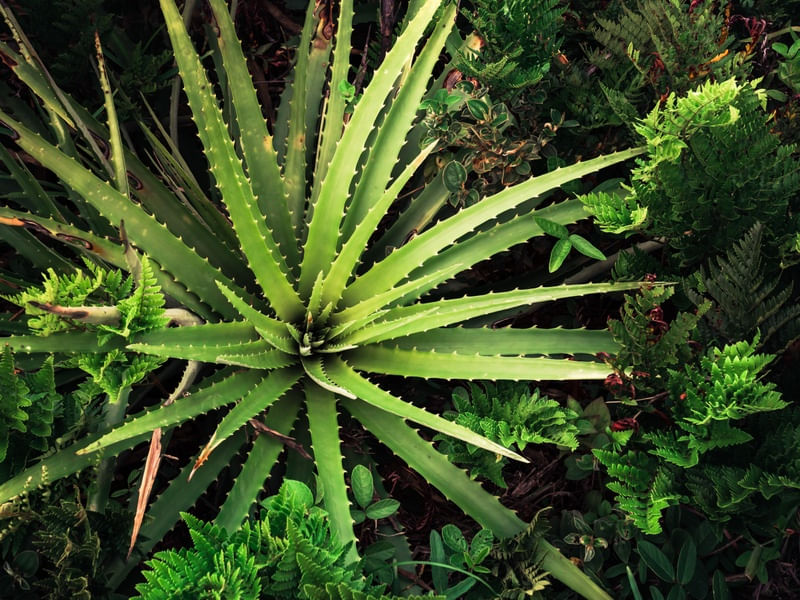 FOLHAGEM TROPICAL IX