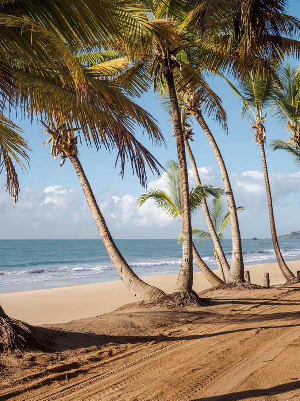 COQUEIROS E O MAR - COQUEIRINHO, PARAÍBA