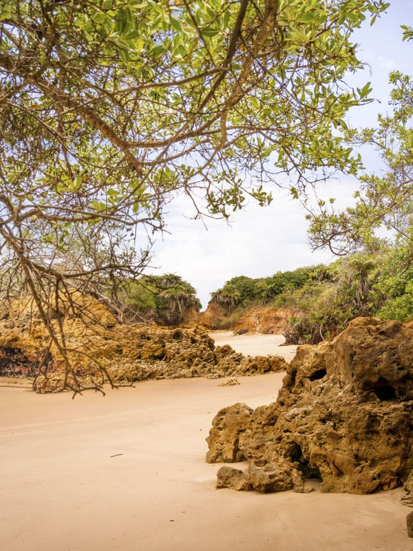 PRAIA DE ARAPUCA - PARAÍBA II