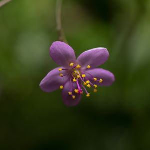 ESTAÇÃO DAS FLORES 01