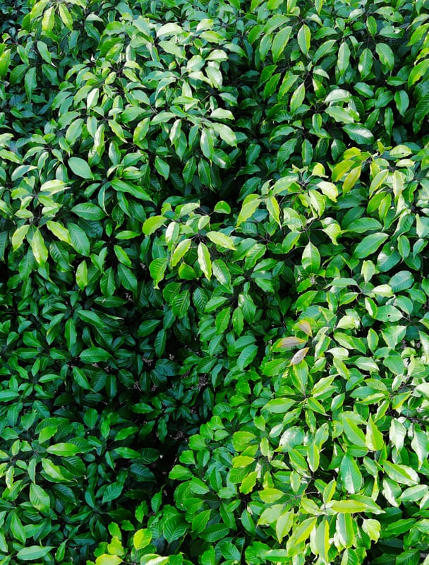 VERDE SATURADO LB
