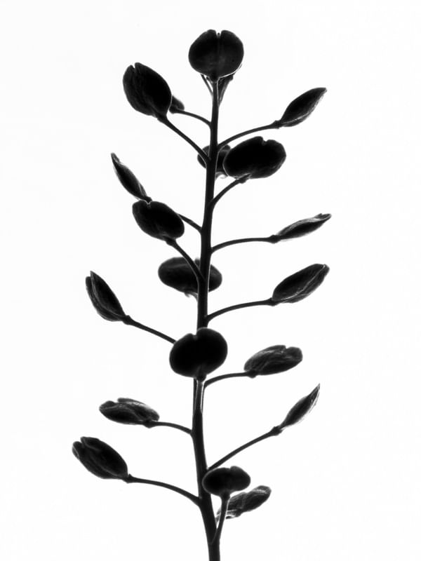 BOTÂNICA MACRO