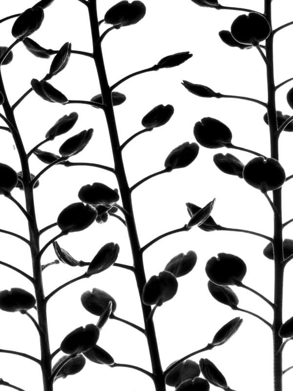 BOTÂNICA MACRO 2