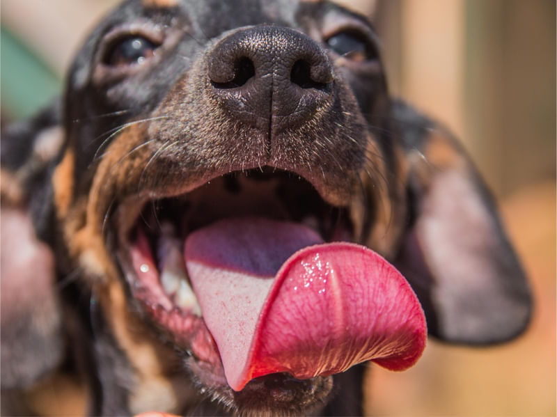 O CACHORRO SORRIDENTE