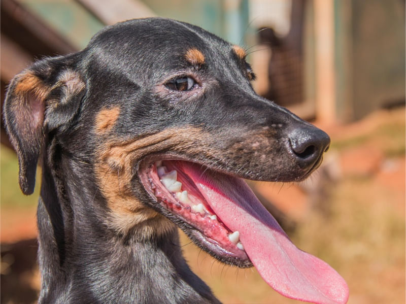 O CACHORRO ALEGRE