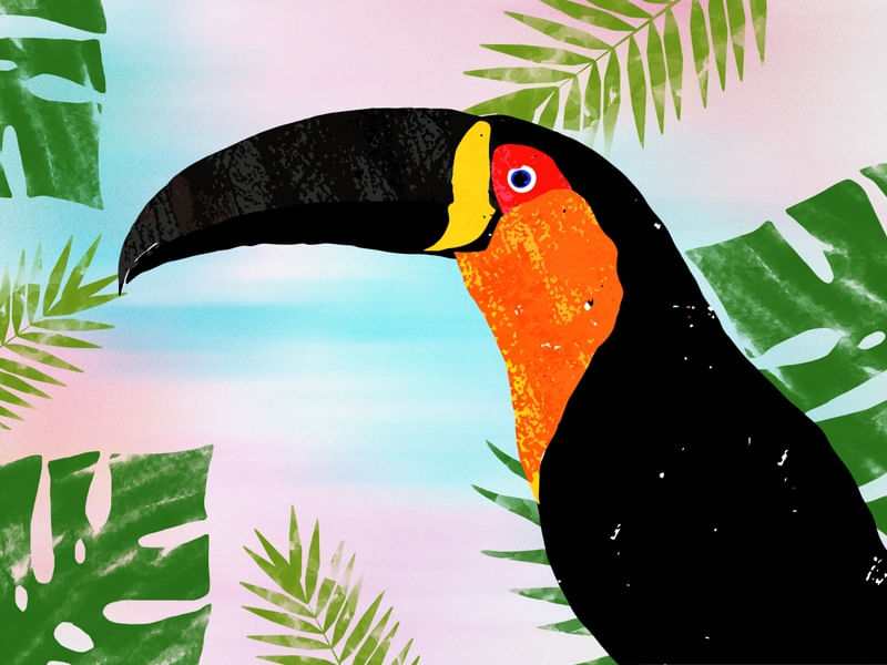 TUCANO ART_02