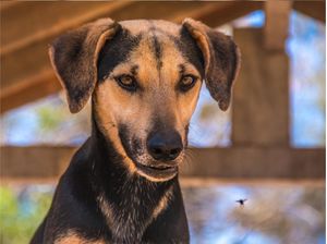 THE DOG AND THE FLY
