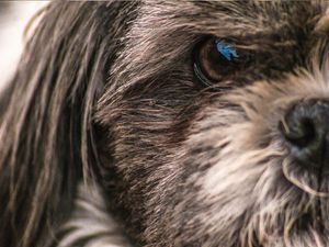 O UNIVERSO DO SHIH TZU