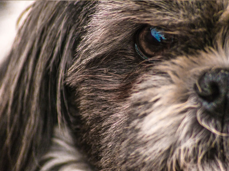 O UNIVERSO DO SHIH TZU