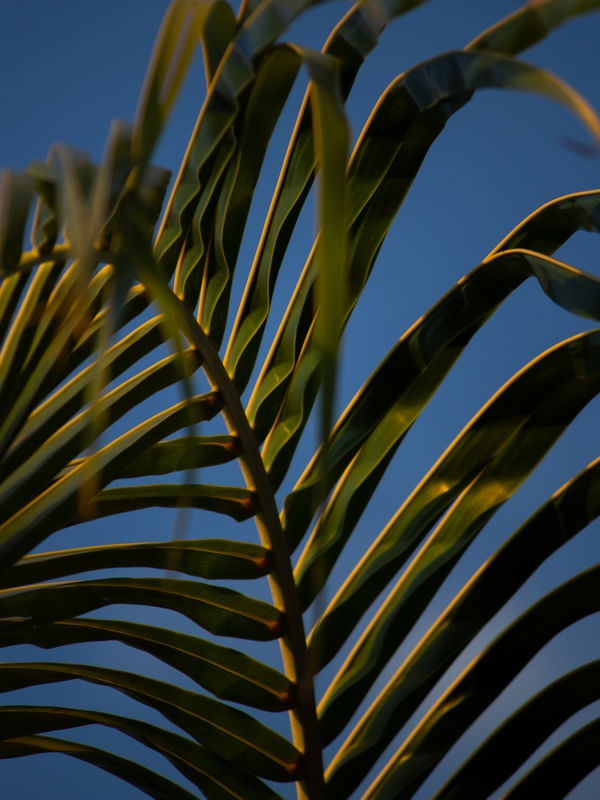 FOLHAGEM DETALHE II