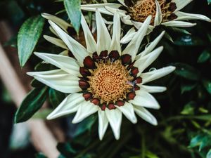 GAZANIA RIGENS