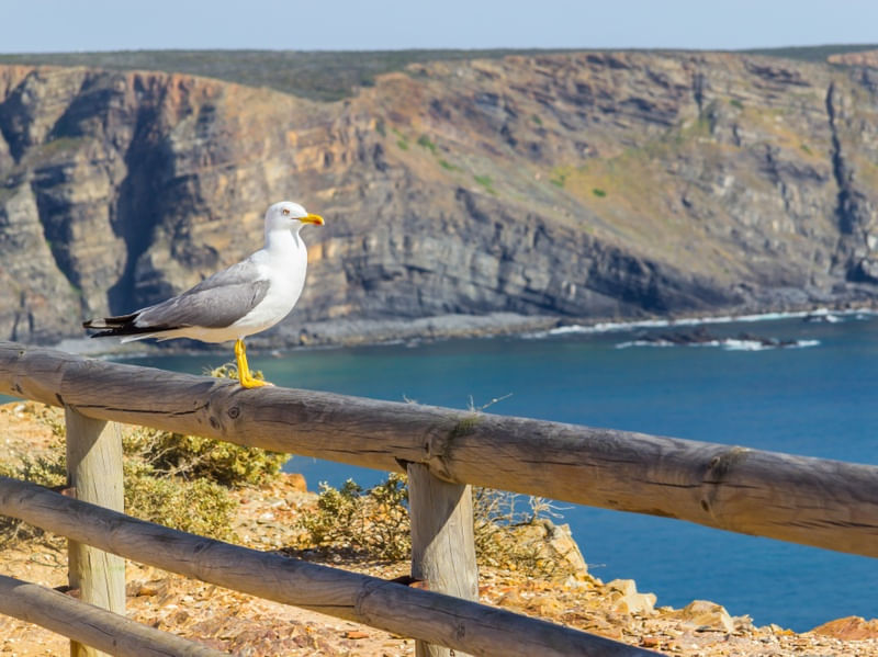 GAIVOTA E FALÉSIAS EM ARRIFANA, PORTUGAL