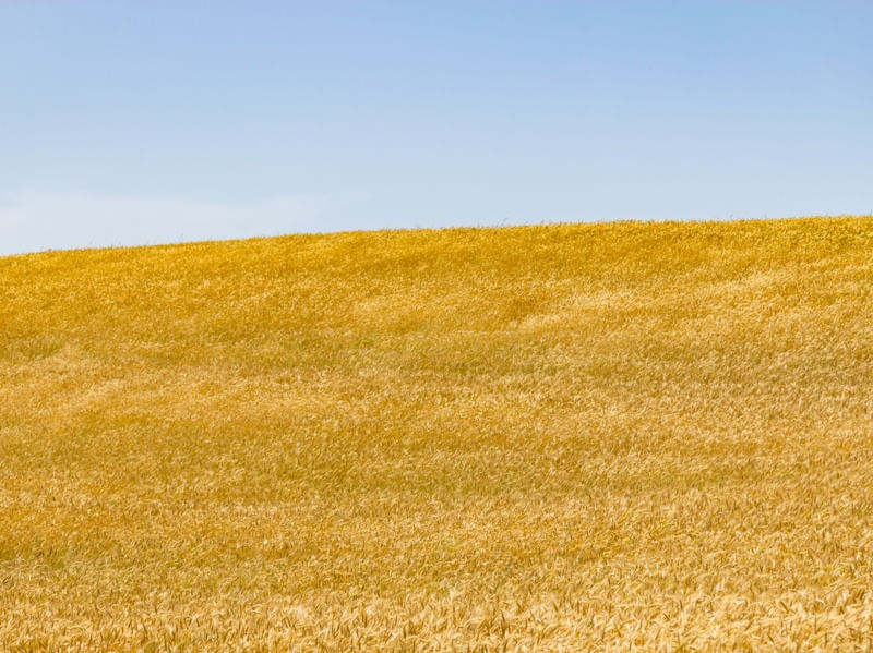 PLANTAÇÃO DE TRIGO E CÉU AZUL